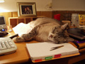 desk clutter kitty.jpg